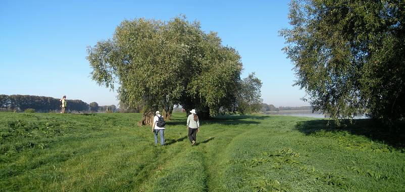 Durch noch taufrisches Gras ging es mal zum Deich hinauf, .... 