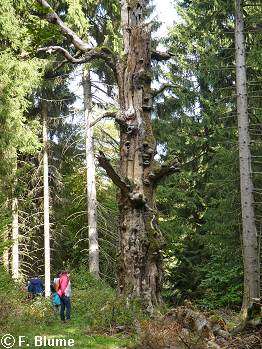 Baumskulpturen säumten unseren Weg.