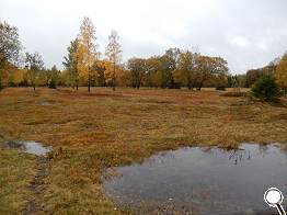 Hochmoorwiese am Galgenteich