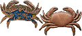 Krabbix die Krabbe