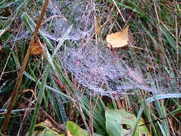 Tau auf einem Spinnennetz
