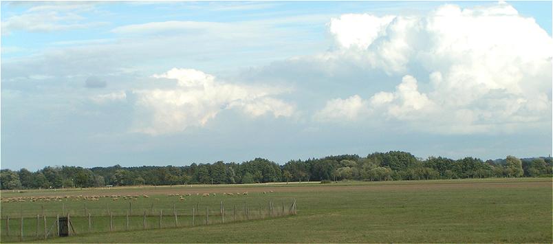 Landschaft mit Schafherde am Ortsrand von Reitwein
