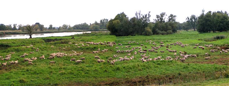 Schafe und Ziegen auf einer Oderwiese