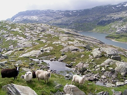Fjell-Landschaft