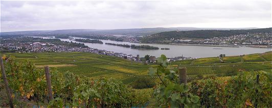 Blick über die Weinfelder des Bischofsberges nach Rüdesheim 