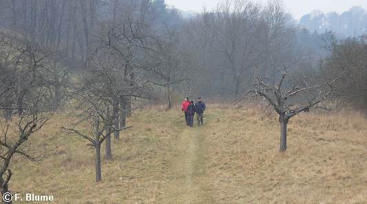 weiter Weg über eine alte Streuobstwiese